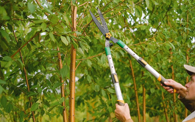 Tree trimming in Gibbonsville, ID
